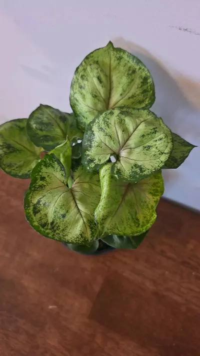 plant/Bob Allusion Syngonium-0-thumbnail