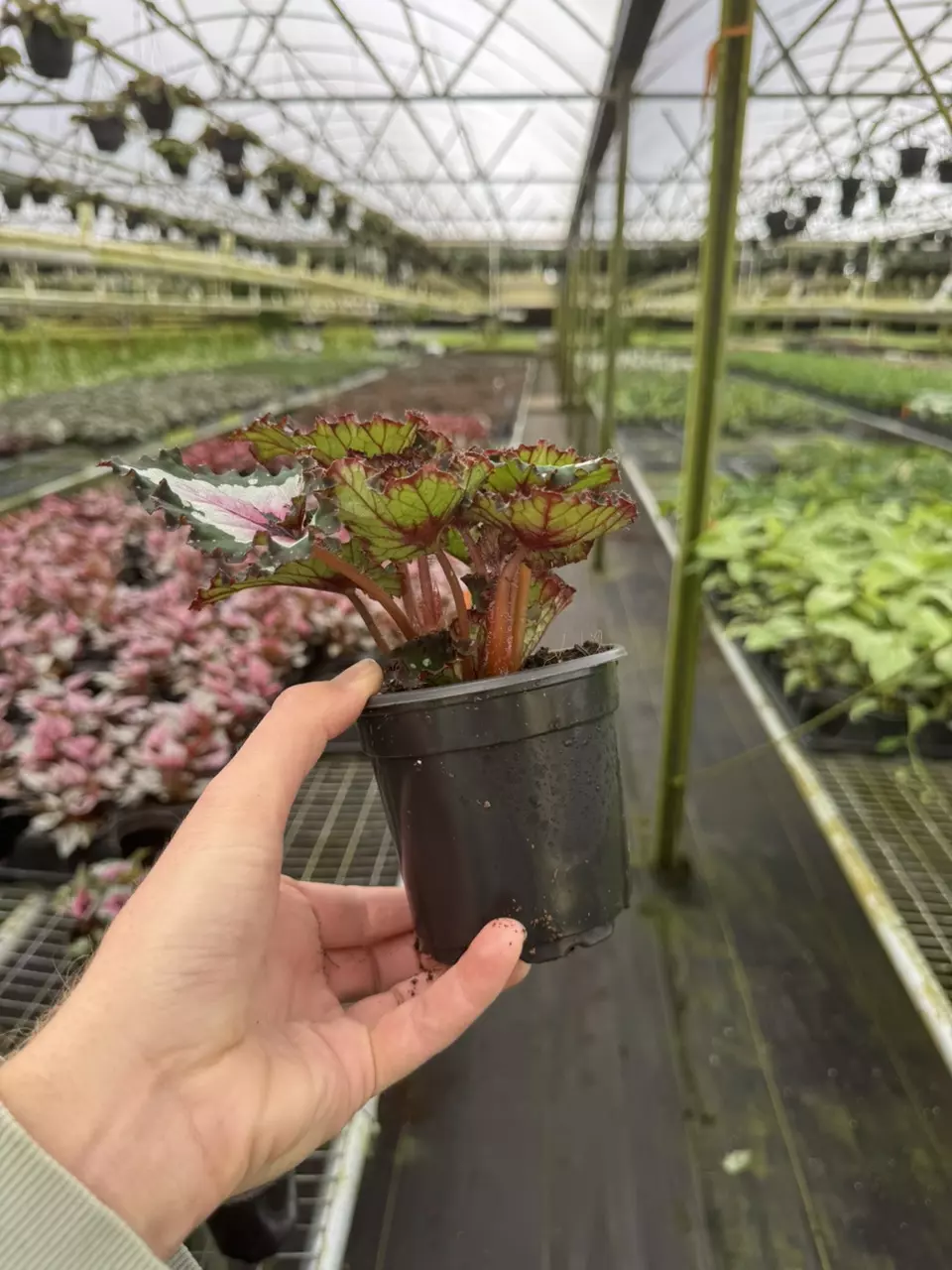 plant/Begonia purple blush 4” pot growers choice-6