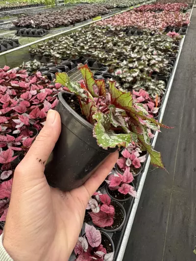 plant/Begonia Alaska creek 4” pot growers choice-5-thumbnail