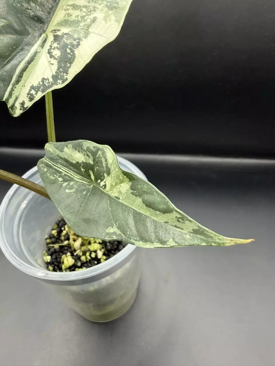 plant/Alocasia Simpo Albo-2