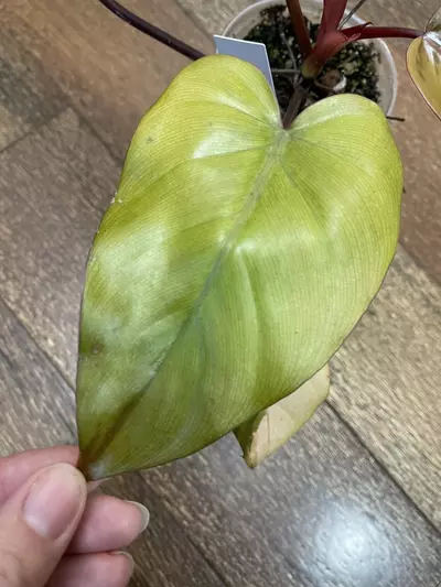 plant/Philodendron Dark Lord Variegated-6-thumbnail