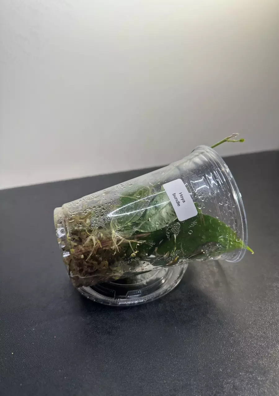 plant/Hoyas Mystery Bundle / Fresh cuttings/-1