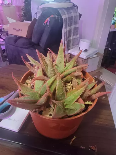 plant/Succulent Christmas Aloe 6" pot absolutely beautiful-0-thumbnail