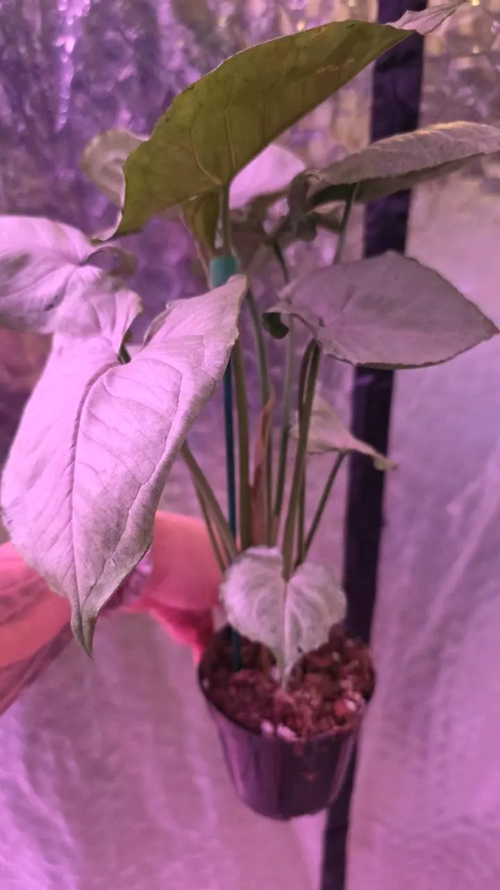 plant/Green Splash Syngonium-1