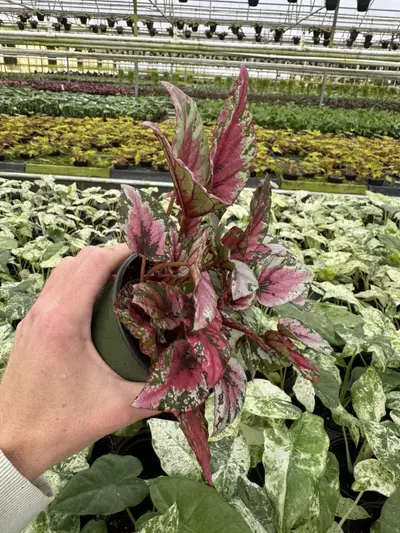 plant/Begonia Maui sunset 4” pot growers choice-3-thumbnail