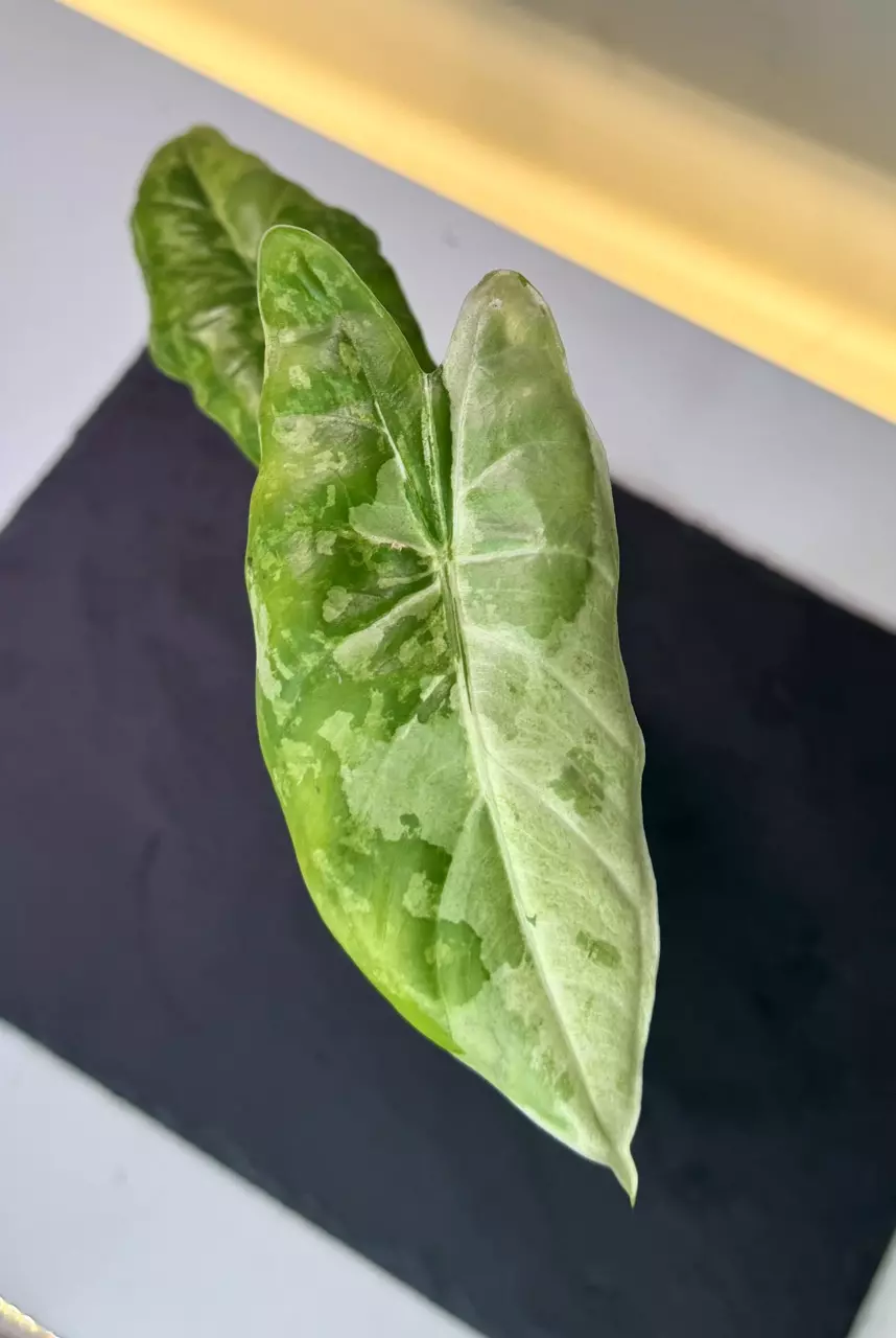 plant/Alocasia Acuminata Albo Corm-0