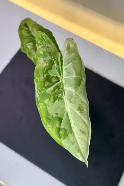 plant/Alocasia Acuminata Albo Corm-0-thumbnail