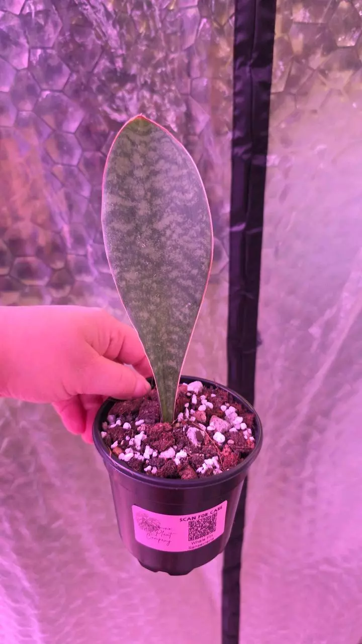 plant/Whale Fin Sansevieria-0