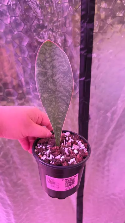 plant/Whale Fin Sansevieria-0-thumbnail