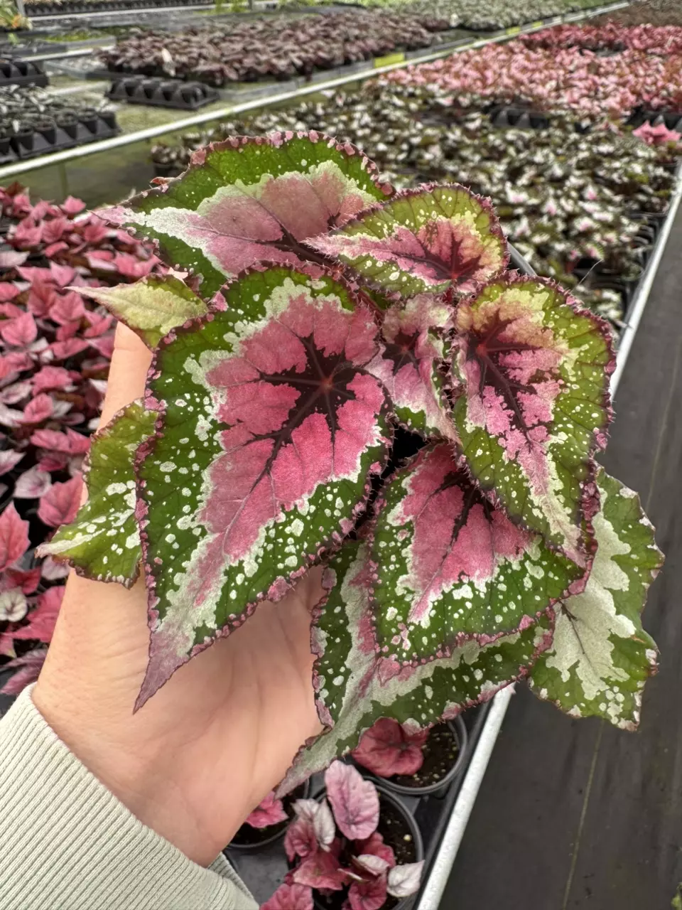 plant/Begonia Alaska creek 4” pot growers choice-0