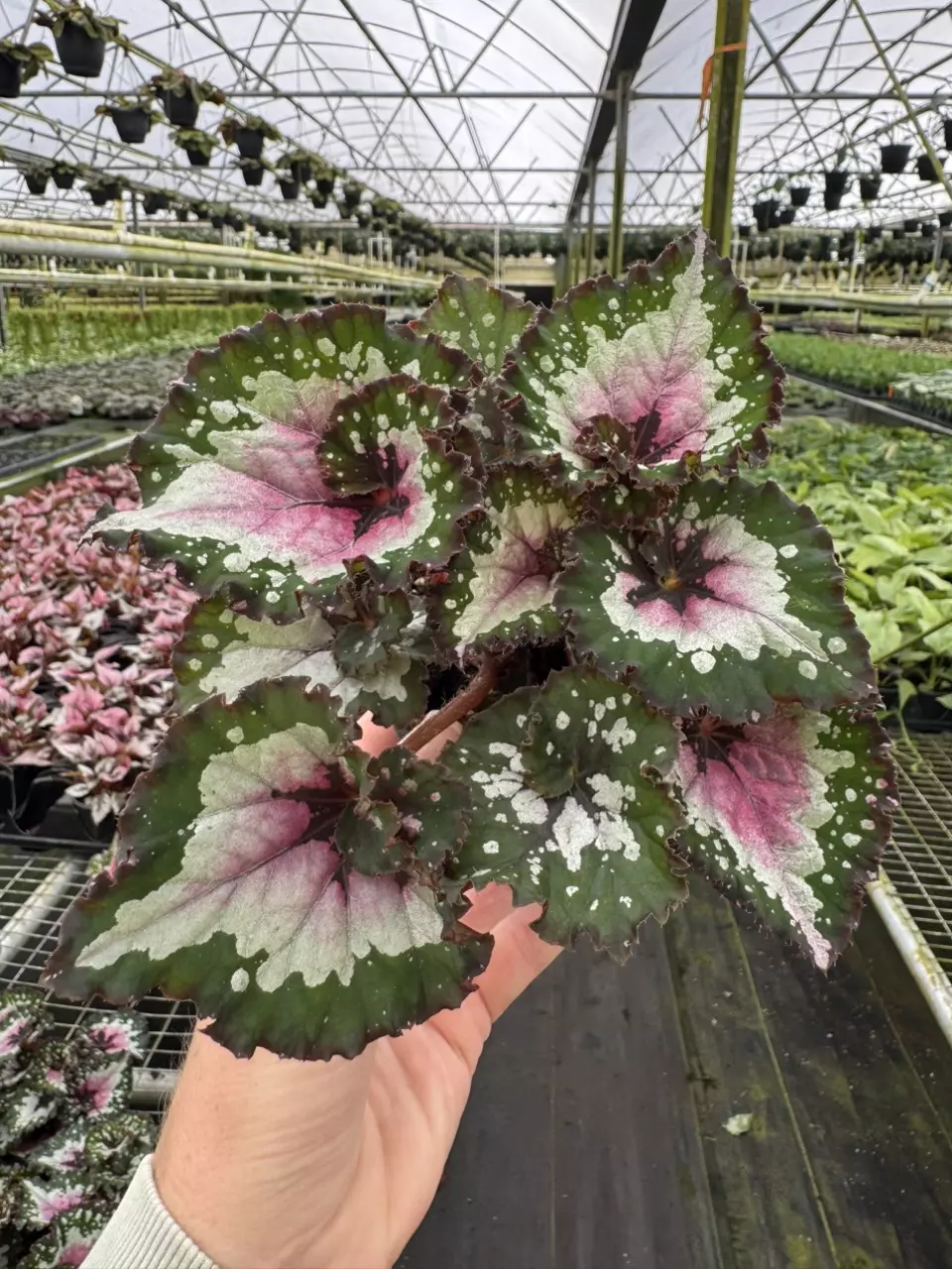 plant/Begonia purple blush 4” pot growers choice-0