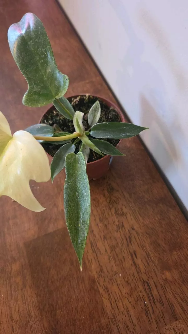 plant/Florida Ghost Mint Philodendron-1