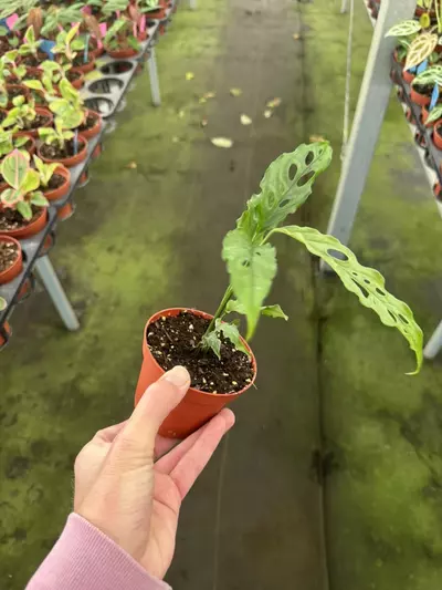 plant/Monstera obliqua Peru 4” pot growers choice-2-thumbnail