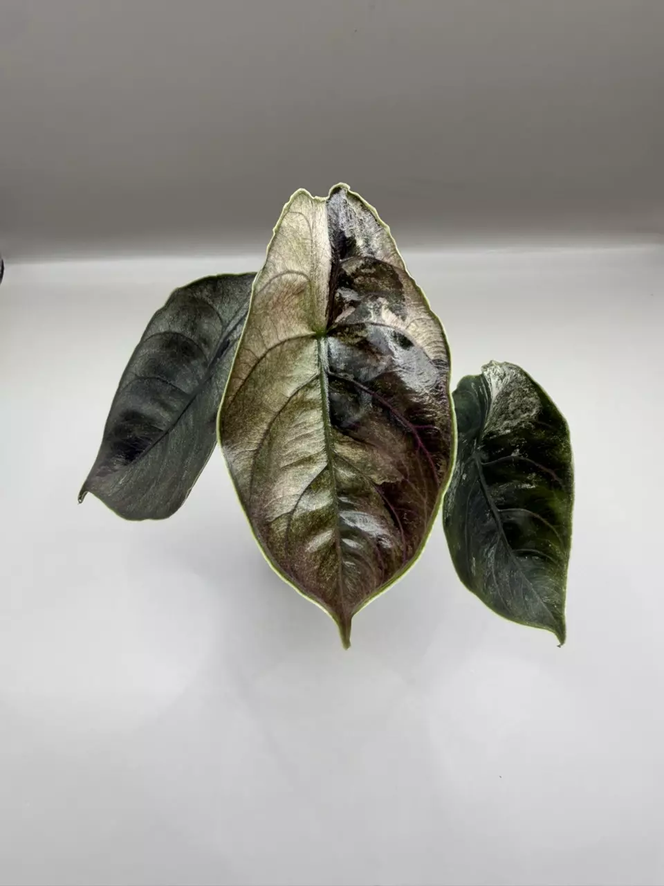 plant/Alocasia Azlanii Pink/Albo-0