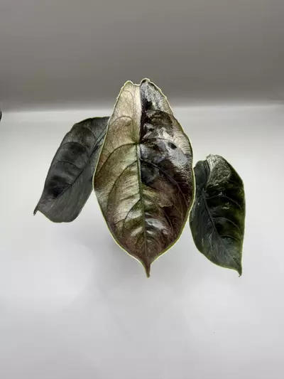 plant/Alocasia Azlanii Pink/Albo-0-thumbnail