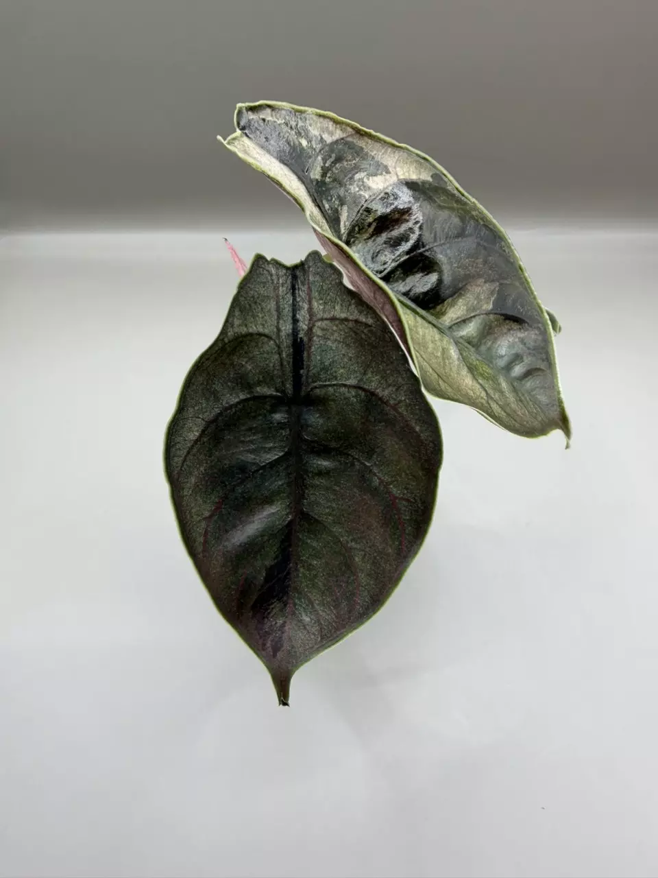 plant/Alocasia Azlanii Pink/Albo-1