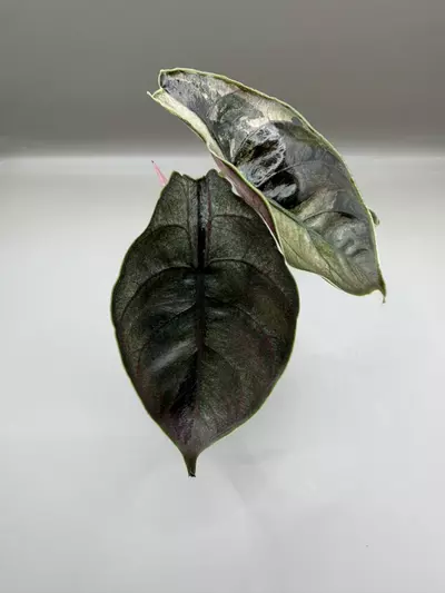 plant/Alocasia Azlanii Pink/Albo-1-thumbnail