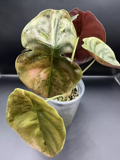 plant/Alocasia Cuprea Caraml Latte-2-thumbnail