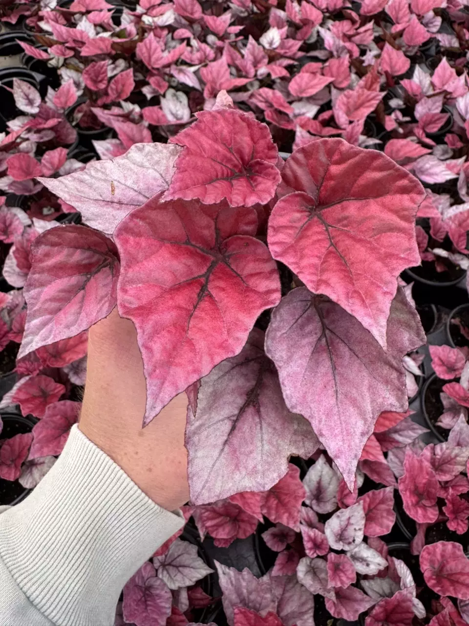plant/Begonia Inca flame 4” pot growers choice-0