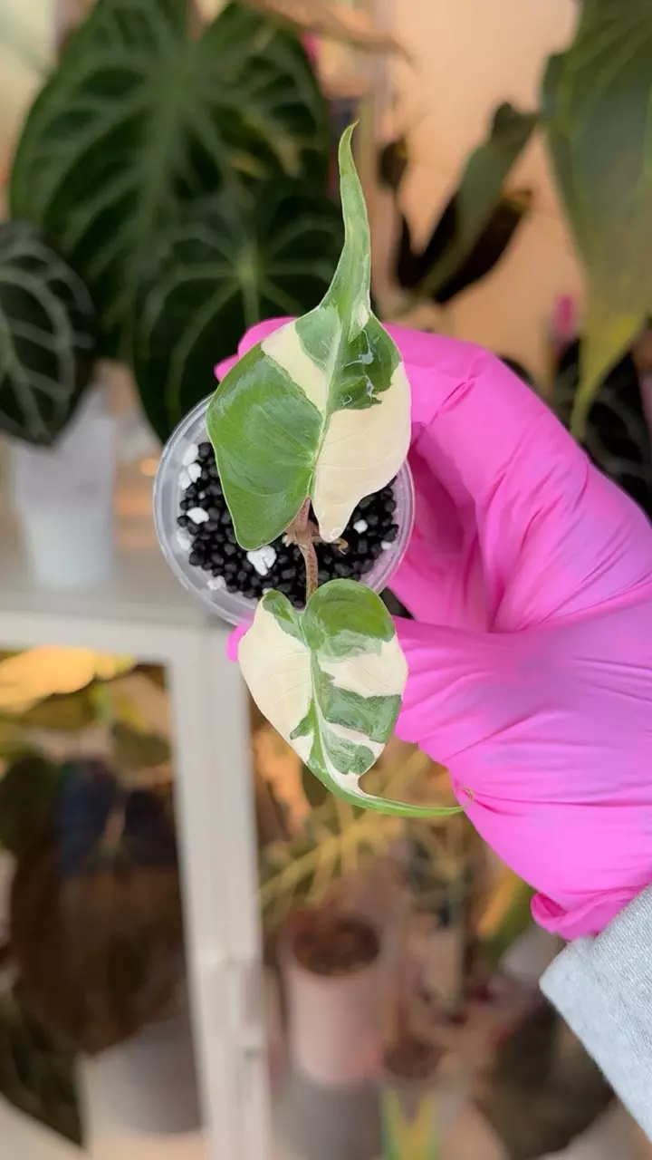 plant/Corm Grown Alocasia Stingray Pink/Albo-0