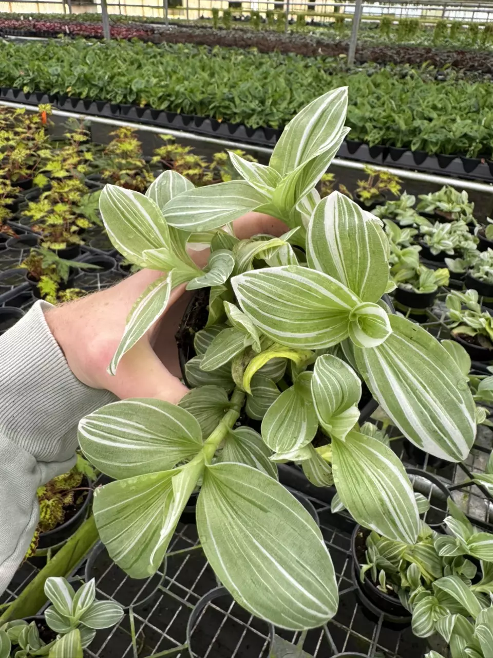 plant/Tradescantia green and white 4” pot growers choice-1