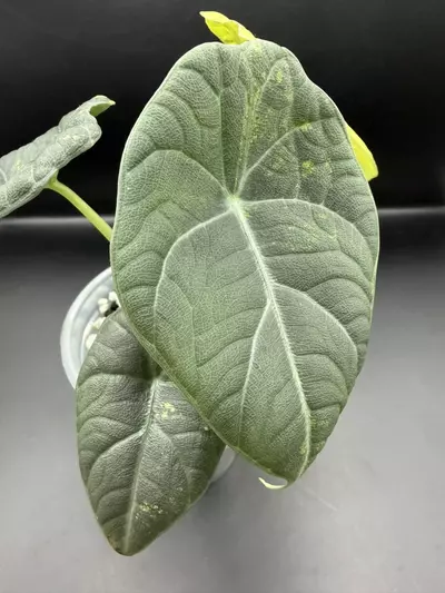 plant/Alocasia Maharani Lemon Lime-3-thumbnail