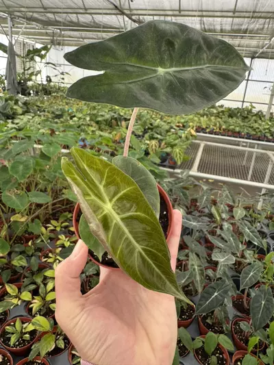 plant/Alocasia Nairobi nights 4” pot growers choice-0-thumbnail