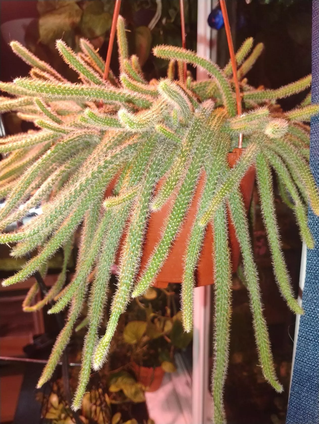 plant/Rat tail cactus cuttings.-0