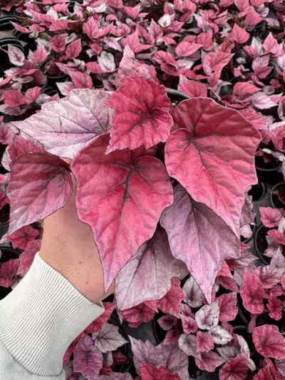 plant/Begonia Inca flame 4” pot growers choice-1-thumbnail