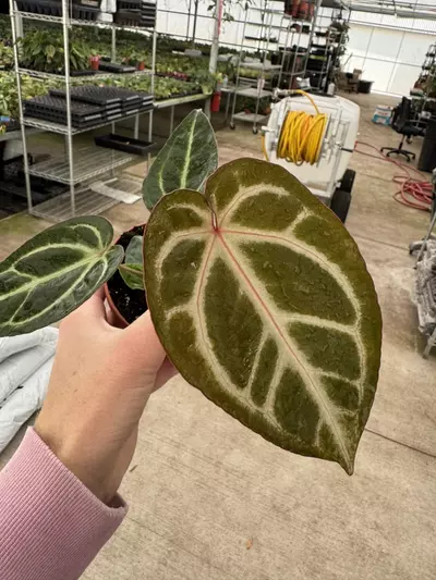 plant/Anthurium Magnificum x silver blush 4” pot growers choice-1-thumbnail