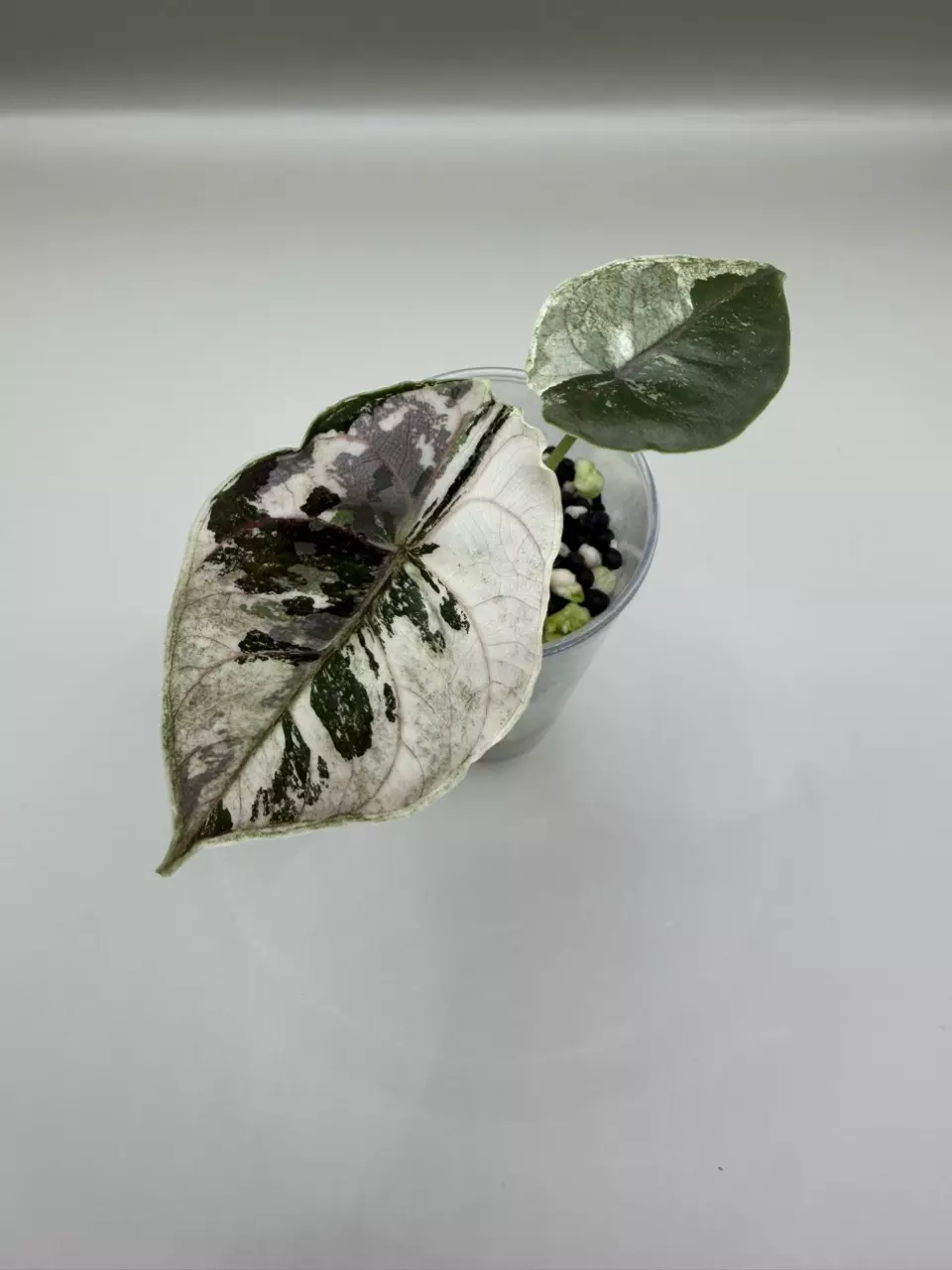 plant/Alocasia Azlanii Pink/Albo-0