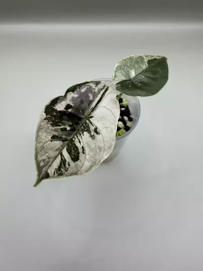 plant/Alocasia Azlanii Pink/Albo-0-thumbnail