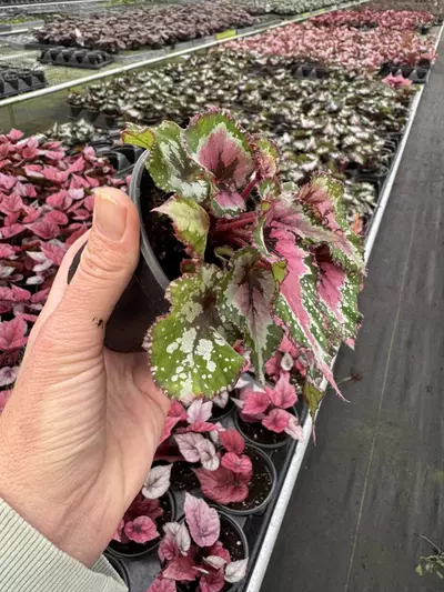 plant/Begonia Alaska creek 4” pot growers choice-3-thumbnail