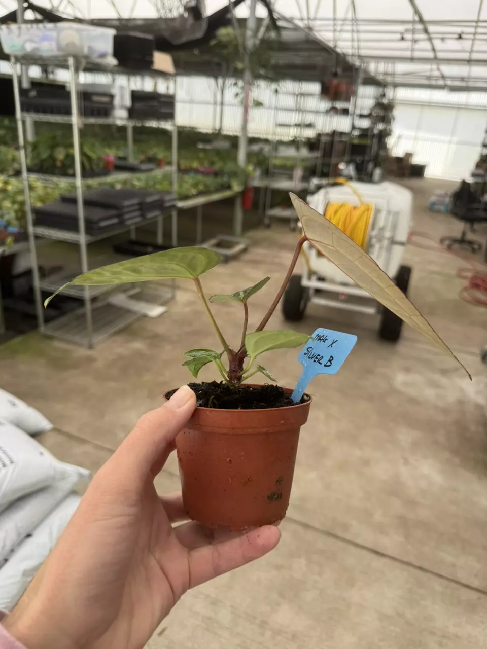 plant/Anthurium Magnificum x silver blush 4” pot growers choice-6