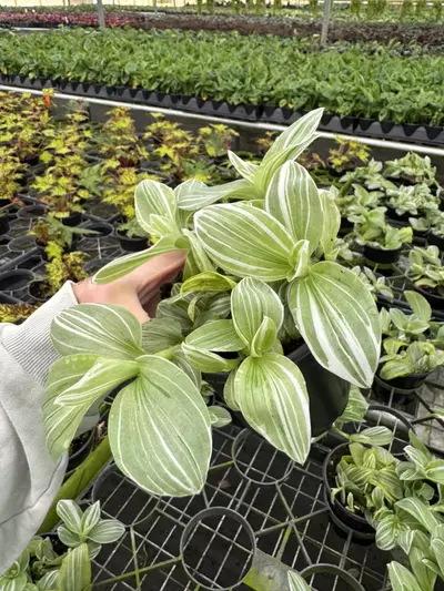 plant/Tradescantia green and white 4” pot growers choice-3-thumbnail