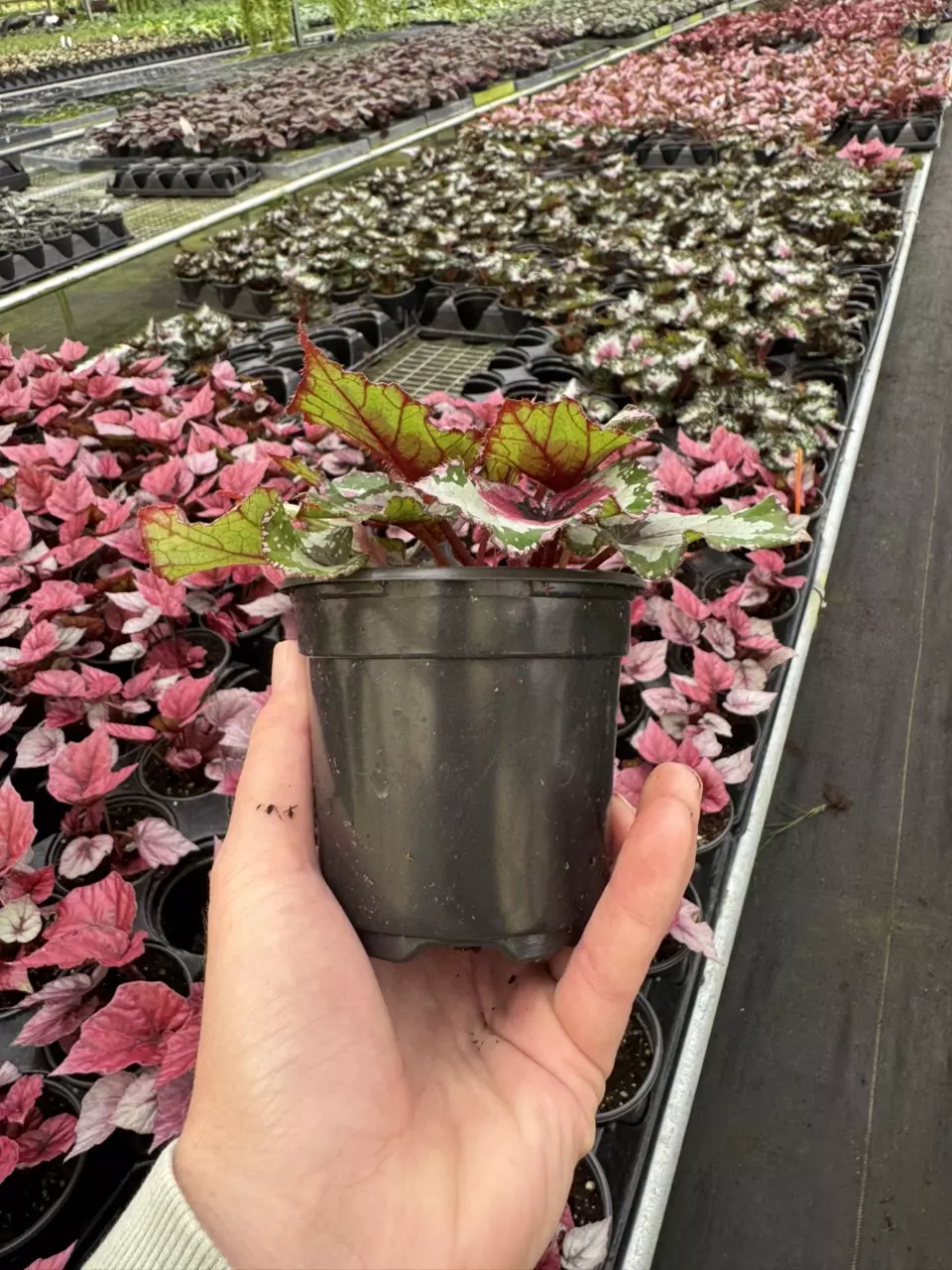 plant/Begonia Alaska creek 4” pot growers choice-6