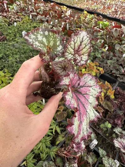 plant/Harmony’s prismatic blush starter plant growers choice-2-thumbnail