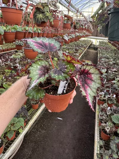 plant/Harmony’s begonia ends in pink 4” pot growers choice-5-thumbnail