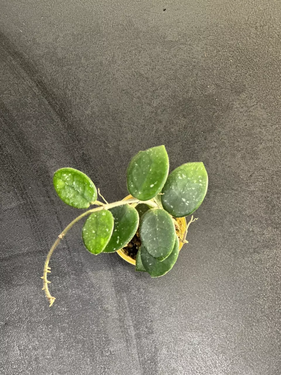 plant/Hoya Matilde-0