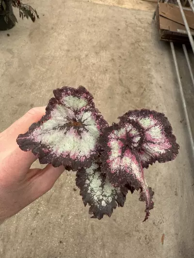 plant/Harmony’s begonia galaxy starter plant growers choice-4-thumbnail