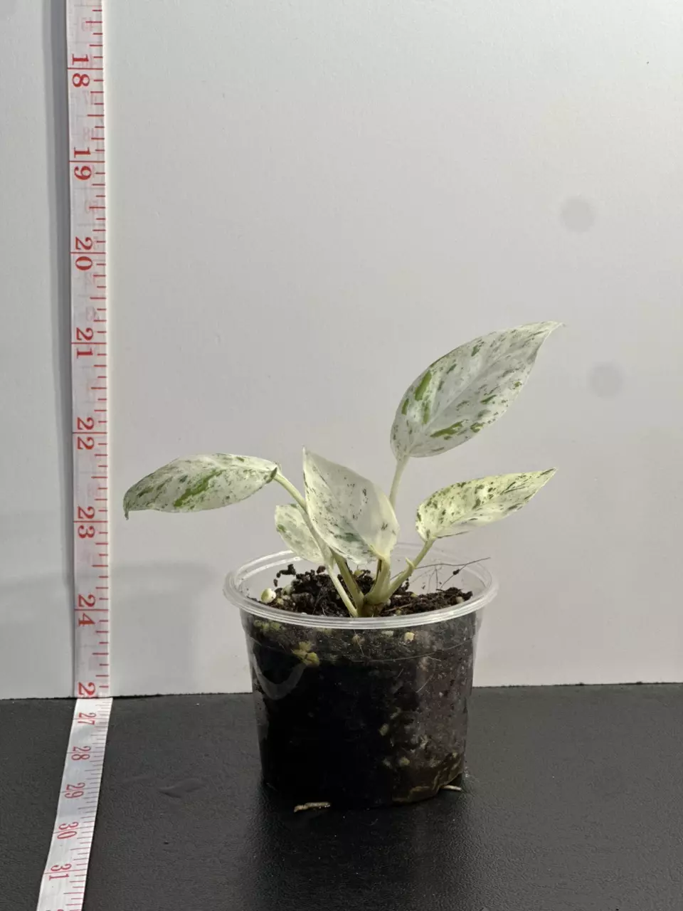 plant/Epipremnum pinnatum 'Marble'-2