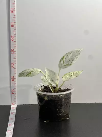 plant/Epipremnum pinnatum 'Marble'-2-thumbnail