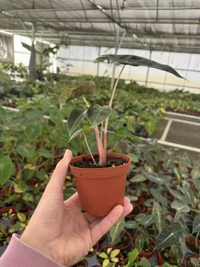 plant/Alocasia Nairobi nights 4” pot growers choice-6-thumbnail