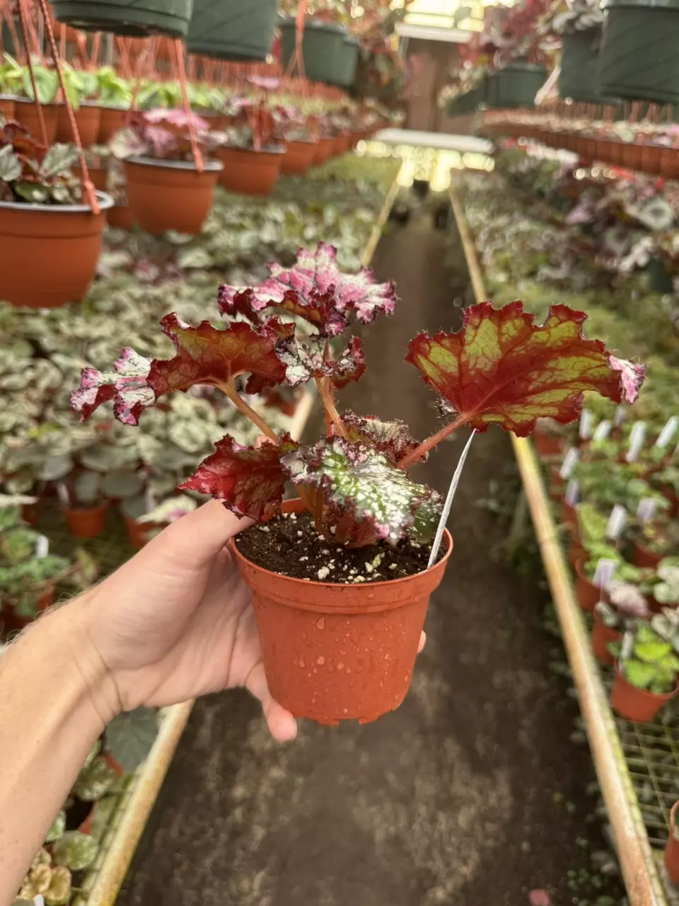 plant/Harmony’s prismatic blush 4” pot growers choice-6