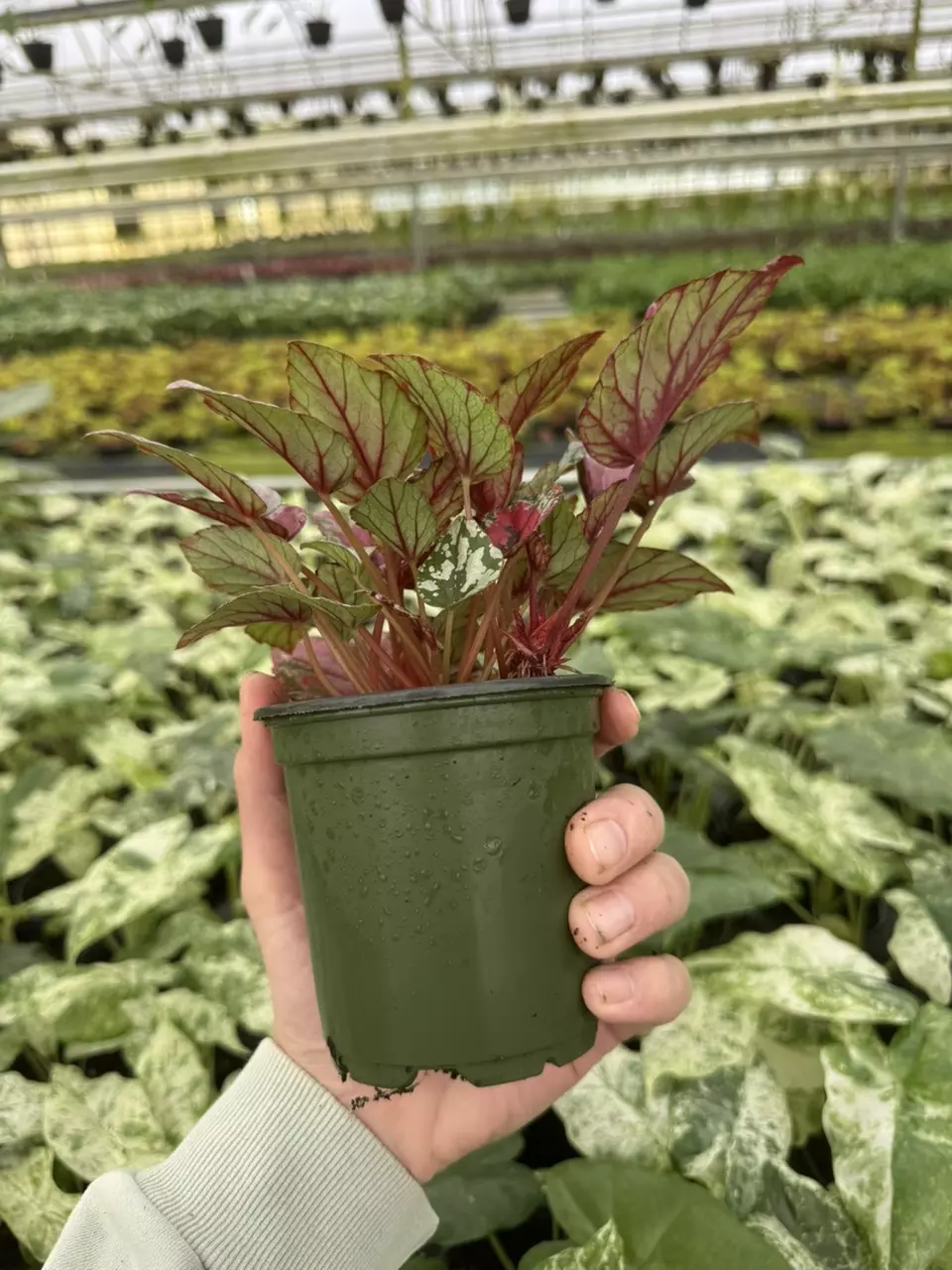 plant/Begonia Maui sunset 4” pot growers choice-6