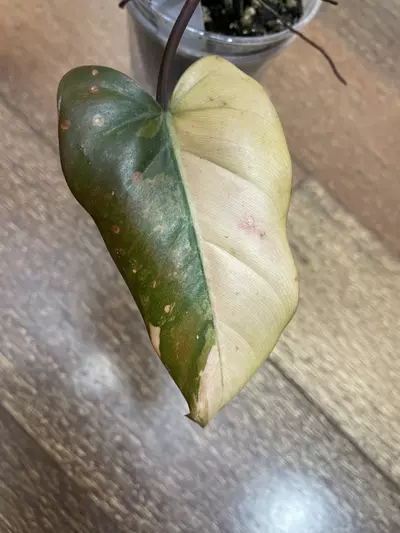plant/Philodendron Dark Lord Variegated-7-thumbnail