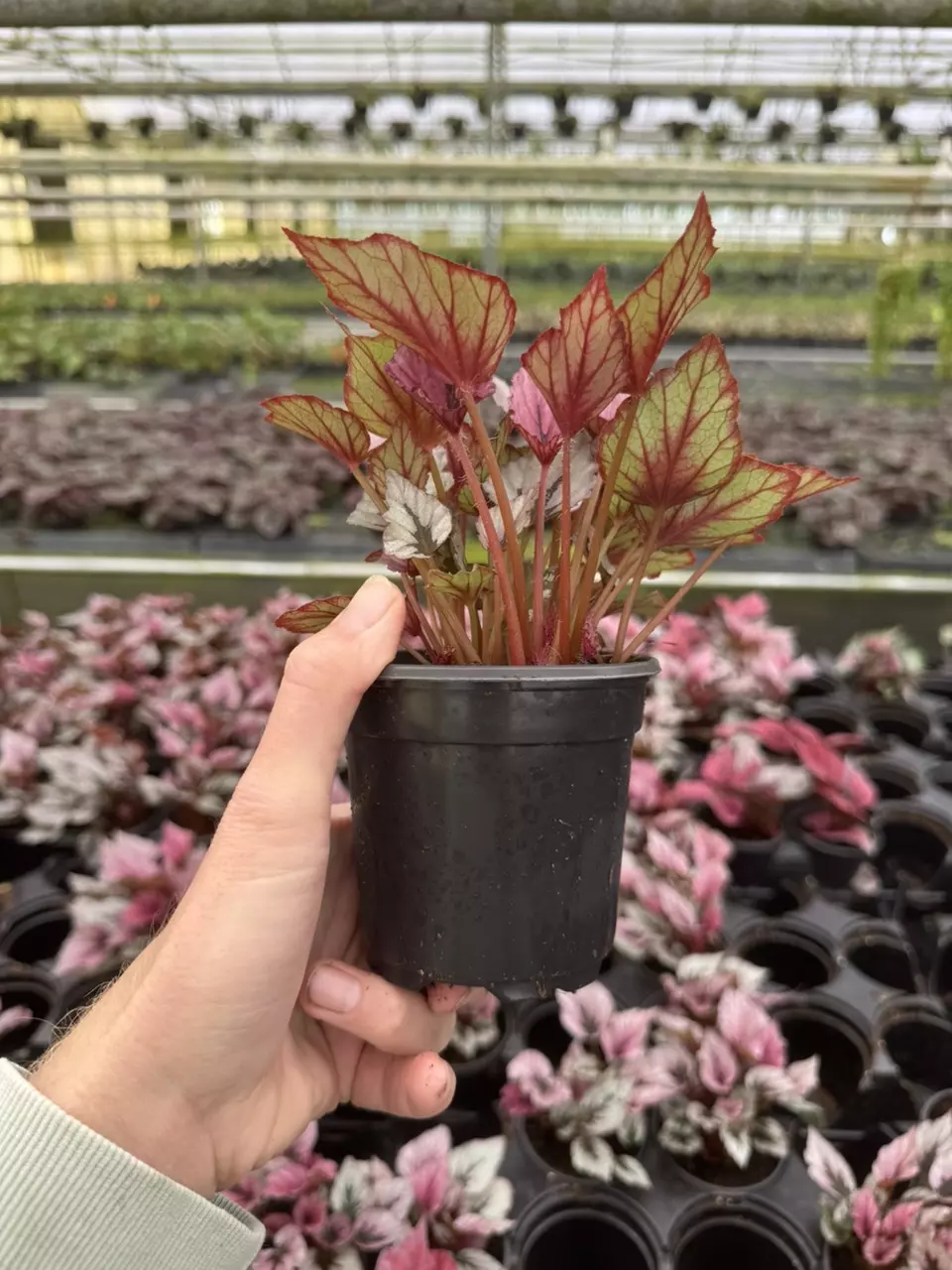 plant/Begonia Indian summer 4” pot growers choice-6