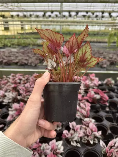 plant/Begonia Indian summer 4” pot growers choice-6-thumbnail