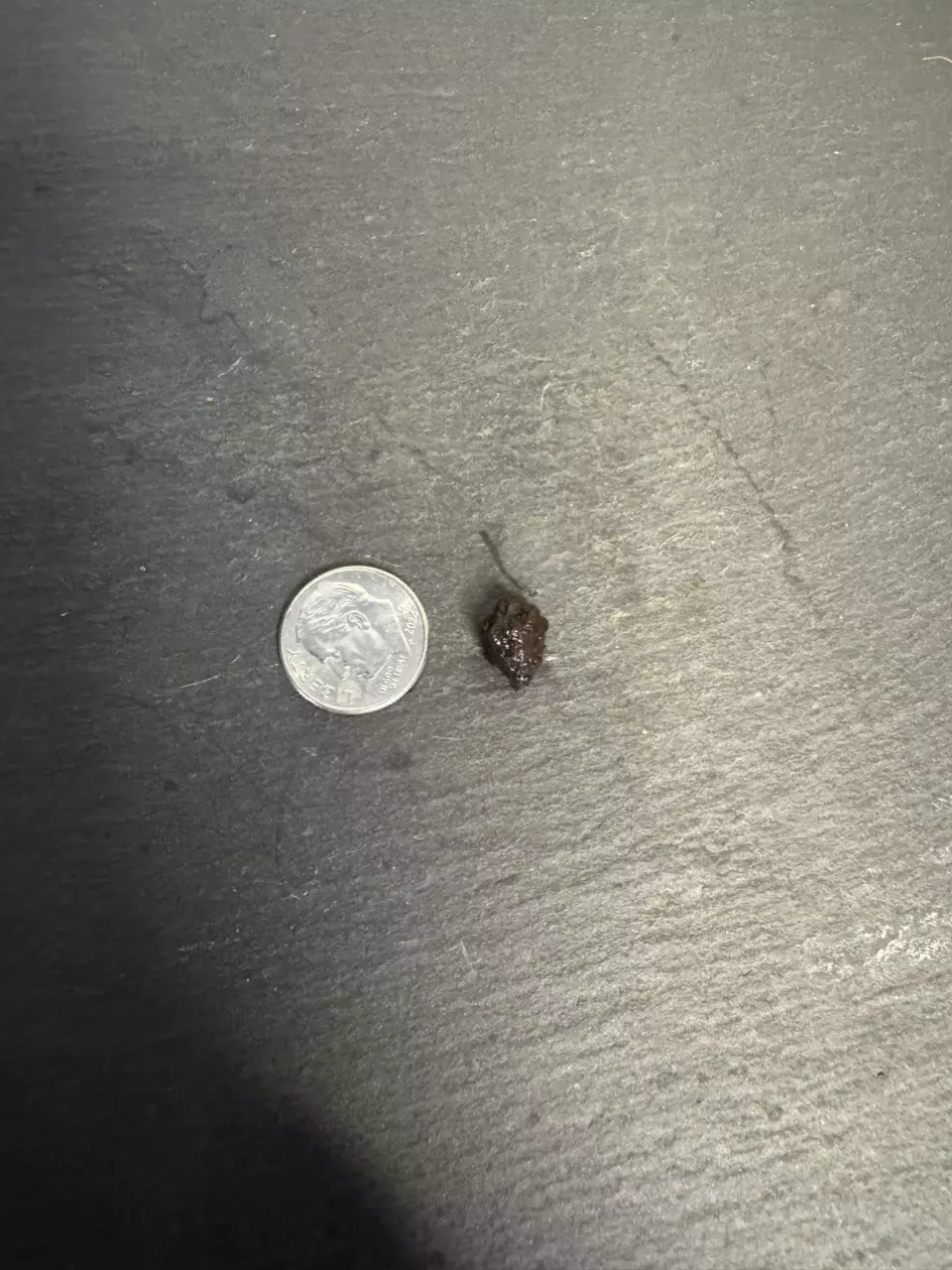 plant/Alocasia Dwarf Zebrina Aurea CORM-1