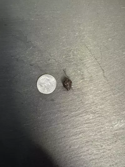 plant/Alocasia Dwarf Zebrina Aurea CORM-1-thumbnail